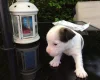 Jack Russell - Both