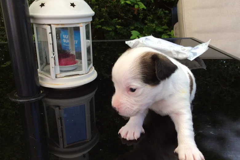 Jack Russell - Both