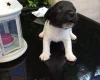 Jack Russell - Both