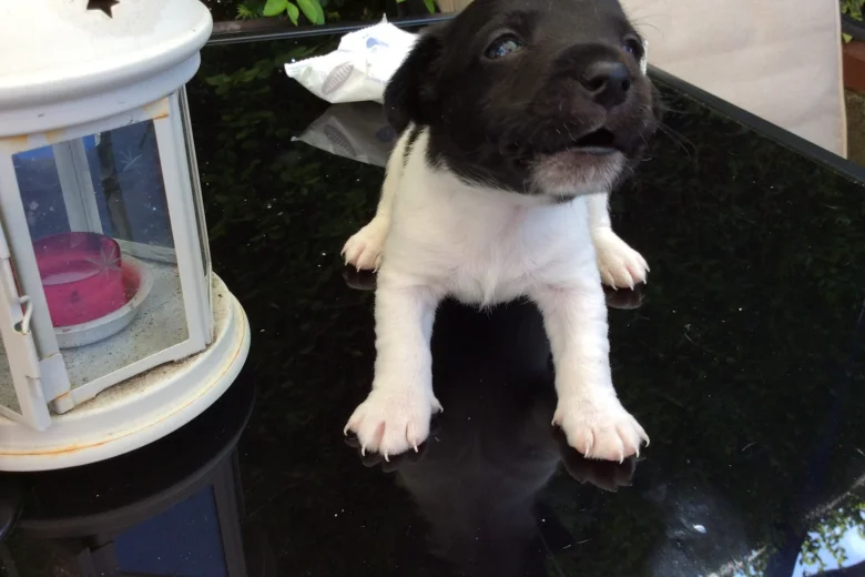 Jack Russell - Both