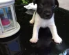 Jack Russell - Both