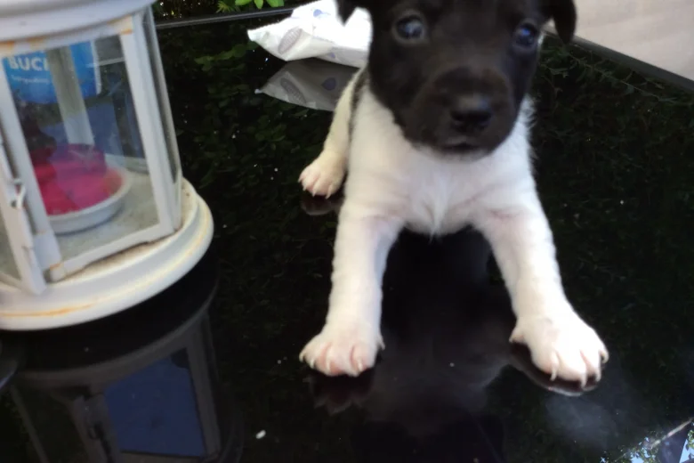 Jack Russell - Both
