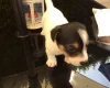 Jack Russell - Both