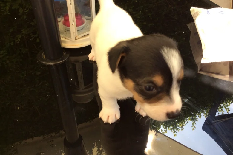 Jack Russell - Both