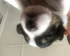 Jack Russell - Both