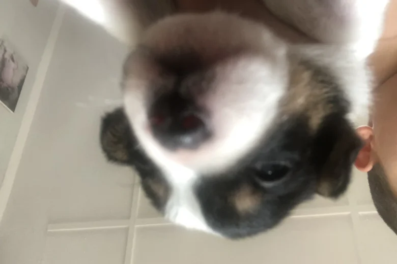 Jack Russell - Both