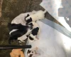 Jack Russell - Both