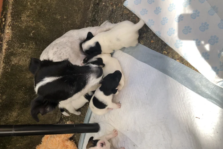 Jack Russell - Both