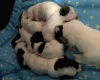 Jack Russell - Both