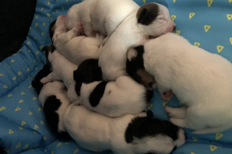 Jack Russell - Both