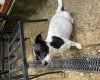 Jack Russell - Both