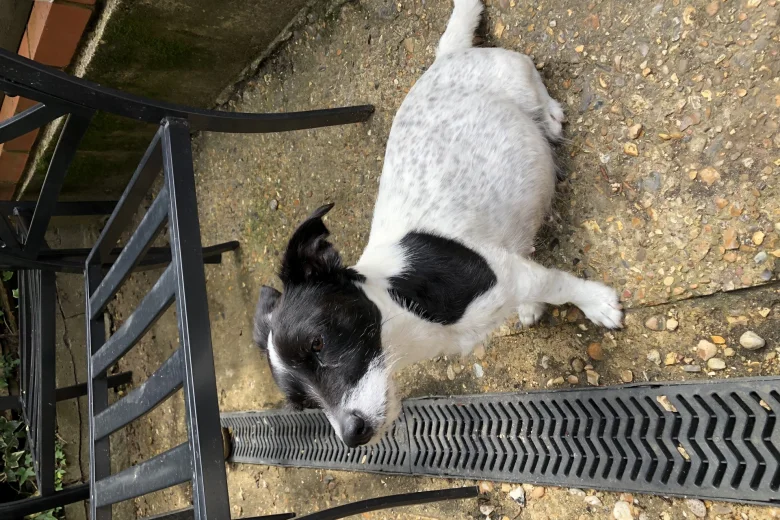 Jack Russell - Both
