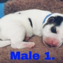 Siberian Husky