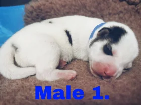 Siberian Husky