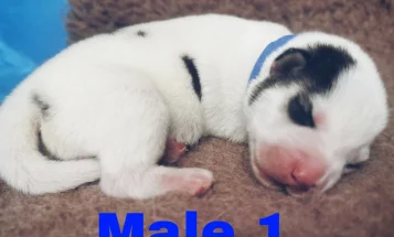 Siberian Husky
