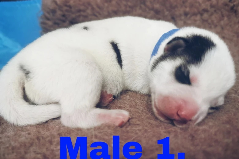 Siberian Husky