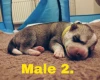 Siberian Husky