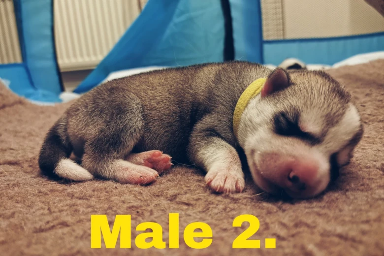 Siberian Husky