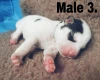 Siberian Husky
