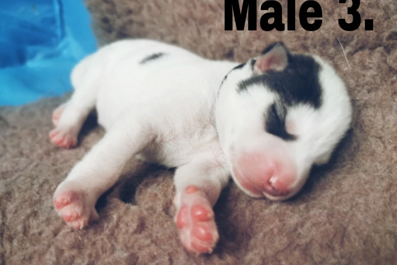 Siberian Husky