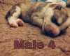 Siberian Husky