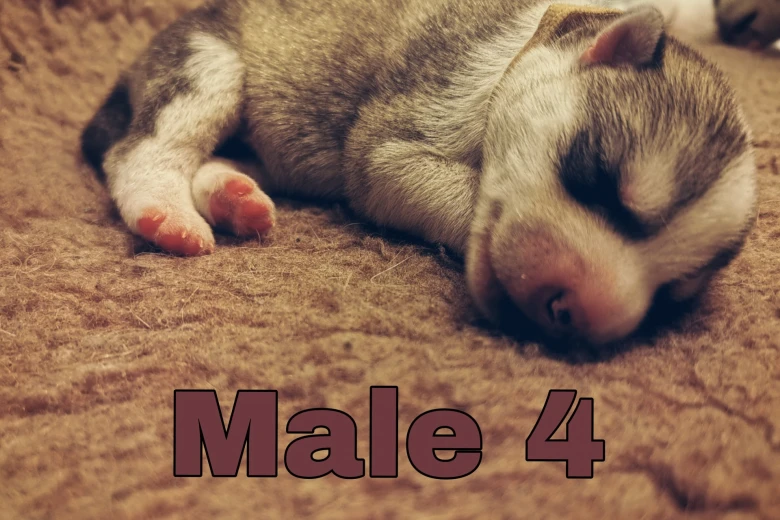 Siberian Husky