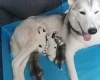 Siberian Husky