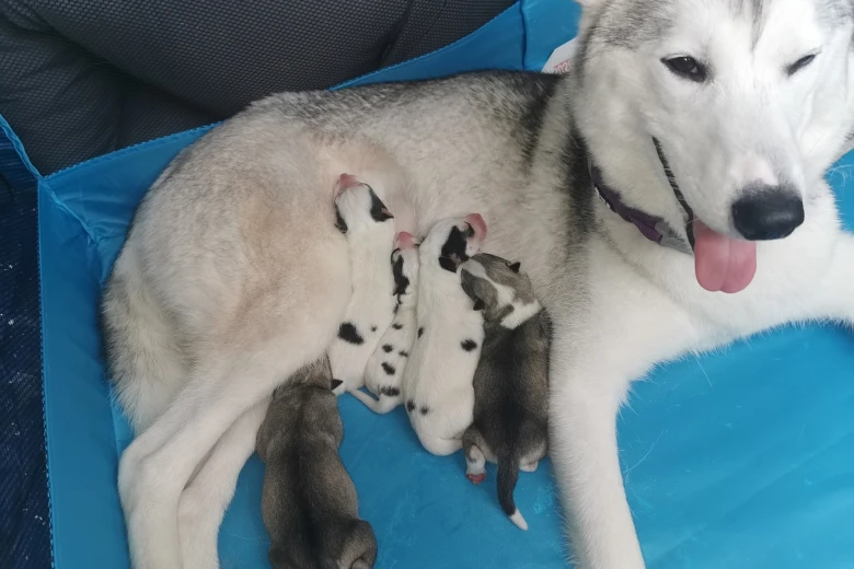 Siberian Husky