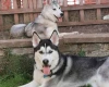 Siberian Husky