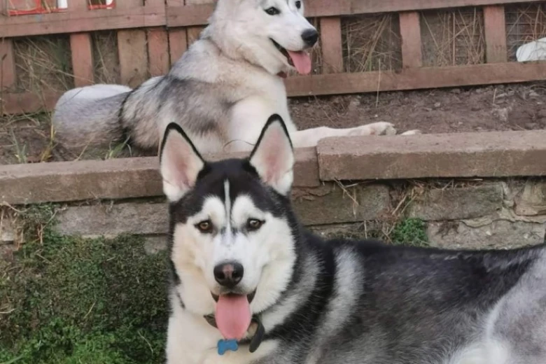 Siberian Husky