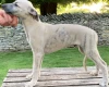 Whippet - Dogs