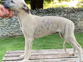 Whippet - Dogs