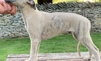 Whippet - Dogs