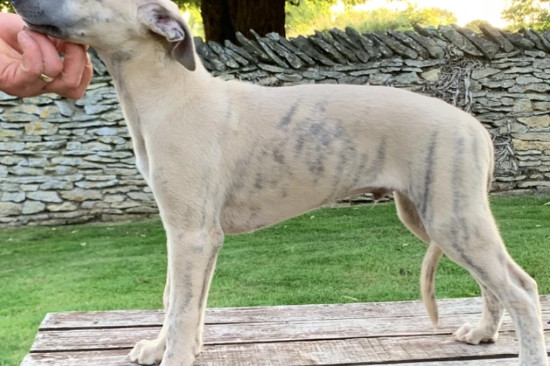 Whippet - Dogs