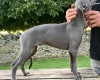 Whippet - Dogs