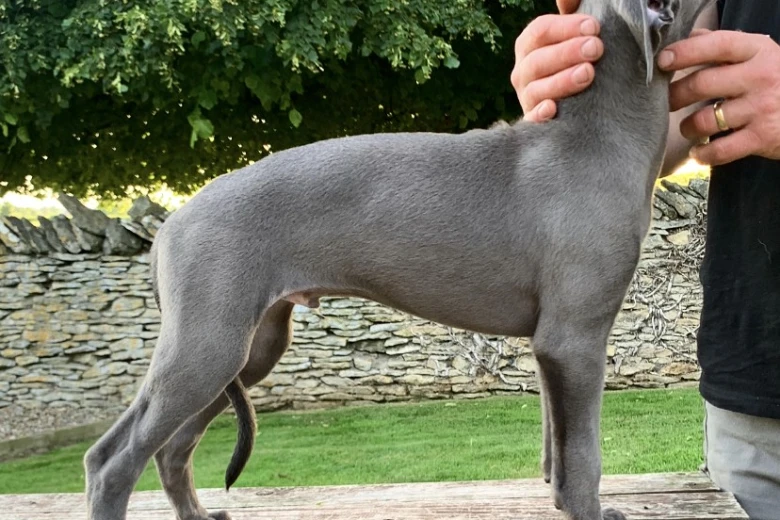 Whippet - Dogs