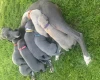 Whippet - Dogs