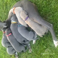 Whippet - Dogs