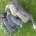 Whippet - Dogs