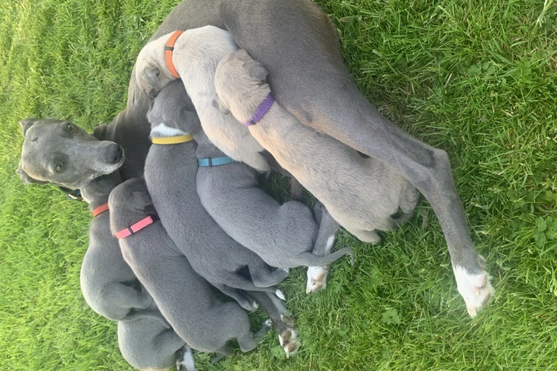 Whippet - Dogs