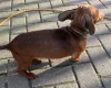 Dachshund (Smooth Haired)