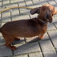 Dachshund (Standard & Miniature)