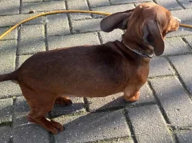 Dachshund (Smooth Haired)