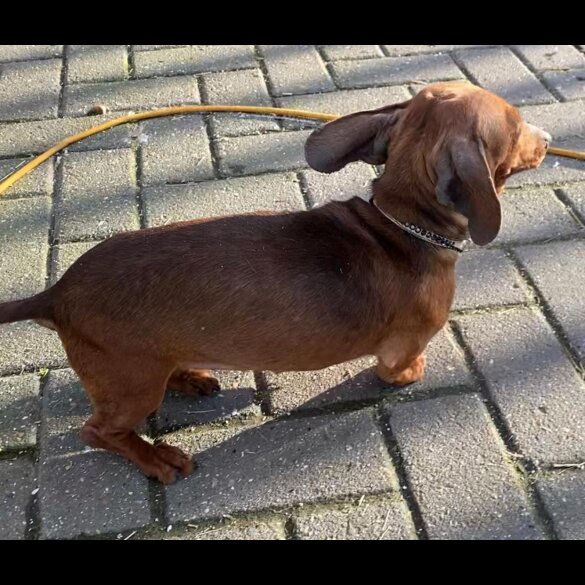 Dachshund (Smooth Haired)