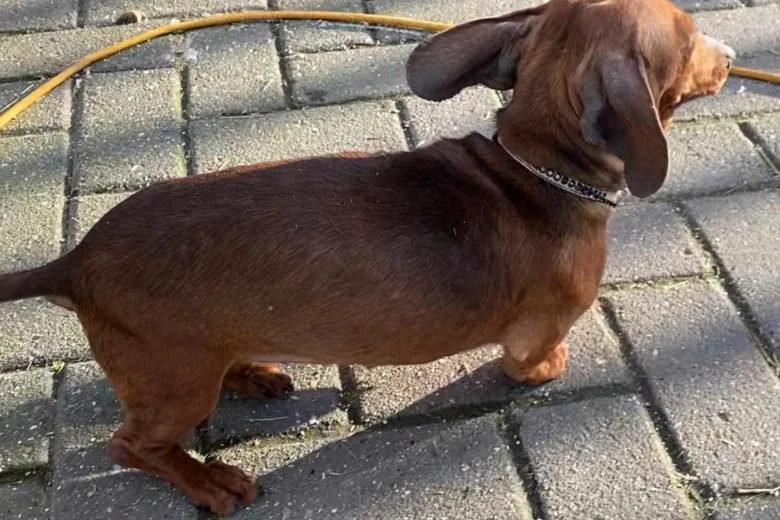 Dachshund (Smooth Haired)