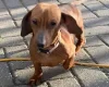 Dachshund (Smooth Haired)