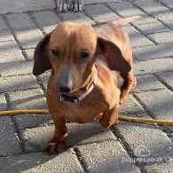 Dachshund (Standard & Miniature)