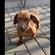 Dachshund (Smooth Haired)