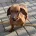 Dachshund (Smooth Haired)