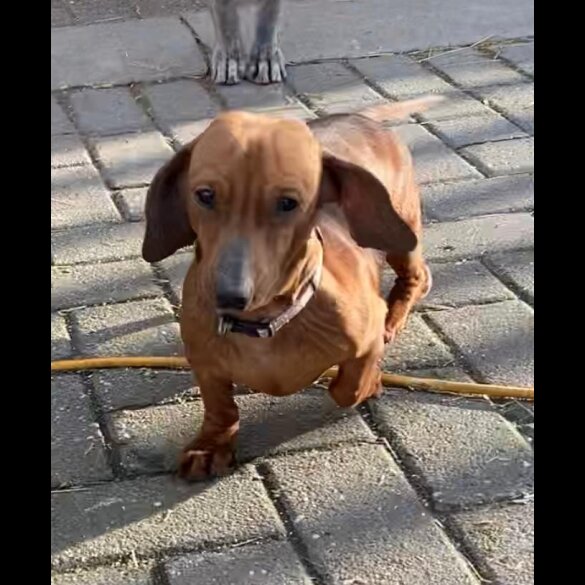 Dachshund (Smooth Haired)